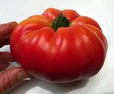 Huge Tomato Vegetable Seeds for Planting – Large Red Heirloom Variety 100 pcs
